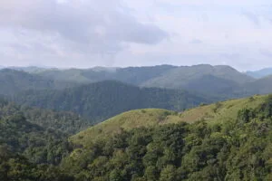 Birds We Photographed in Munnar, Thekkady & Alleppey