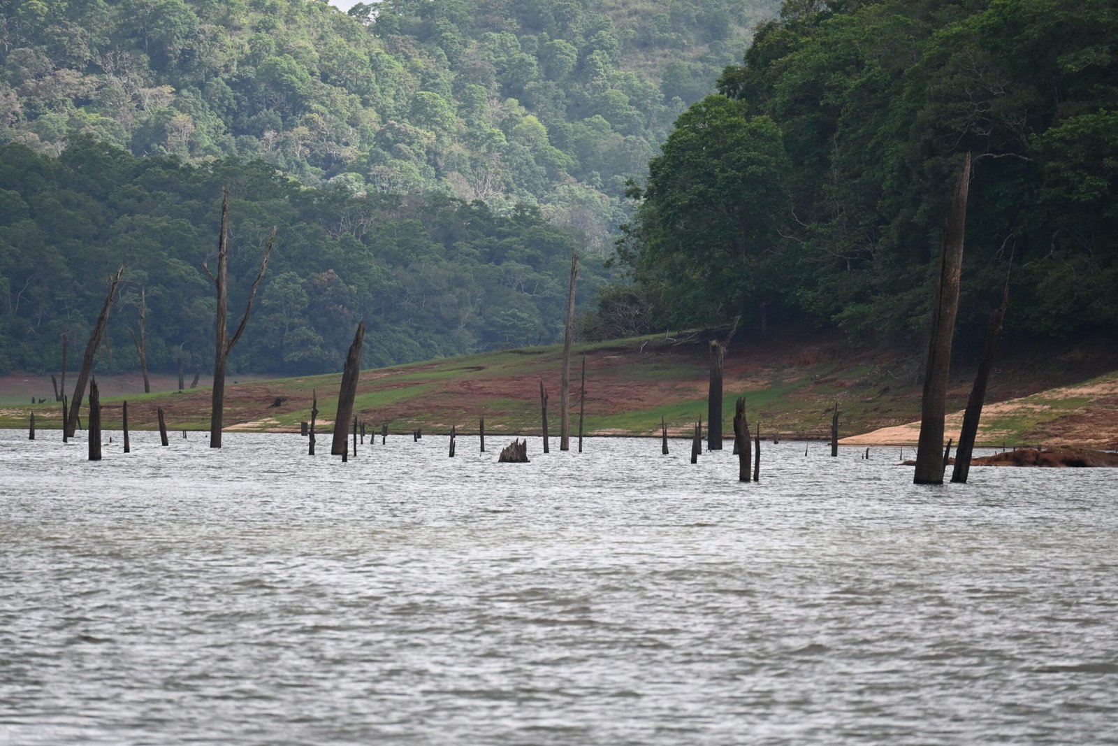 Dead tree trunks standing Periyar lake drowned forest Thekkady Kerala