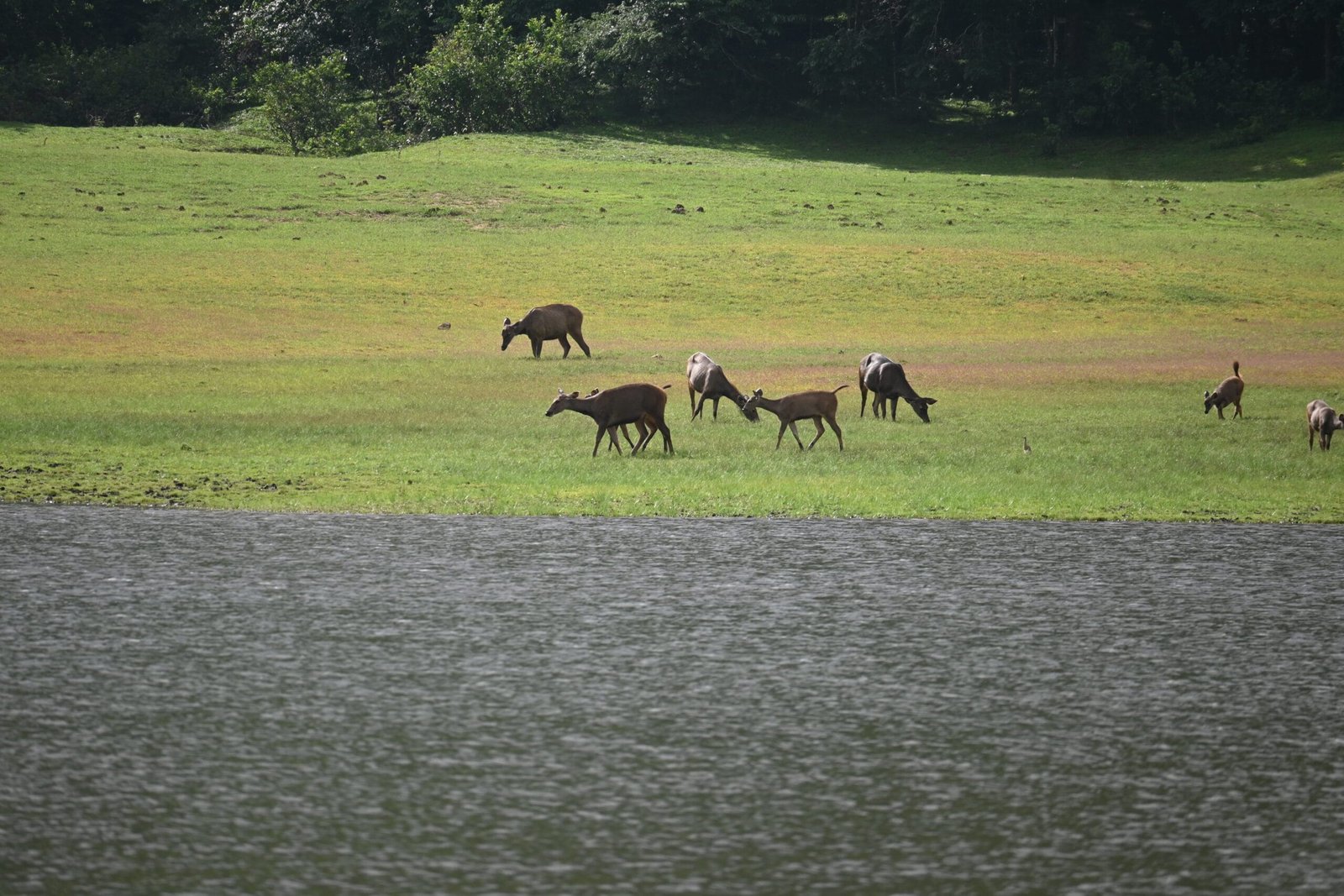 Sambar deer with fawns beside Periyar lake Thekkady Kerala
