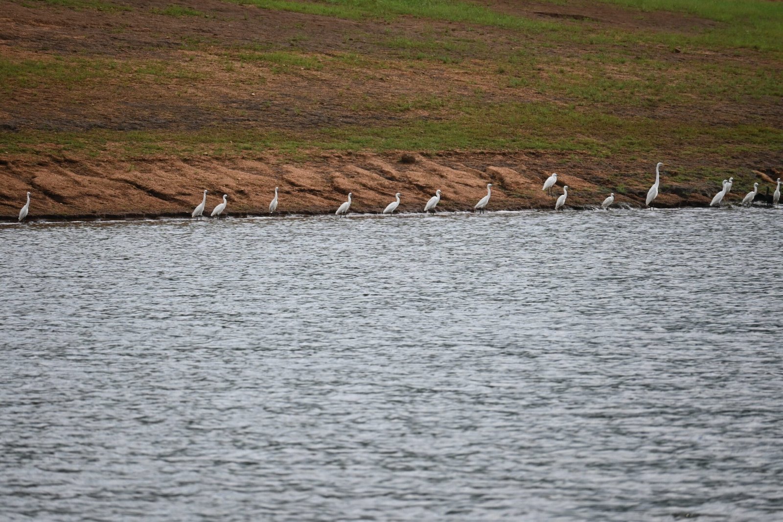 Row of white egrets along red earth shore Periyar lake Kerala