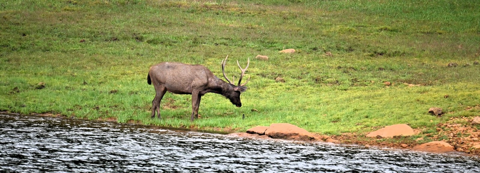 Male sambar stag full antlers water edge Periyar Kerala