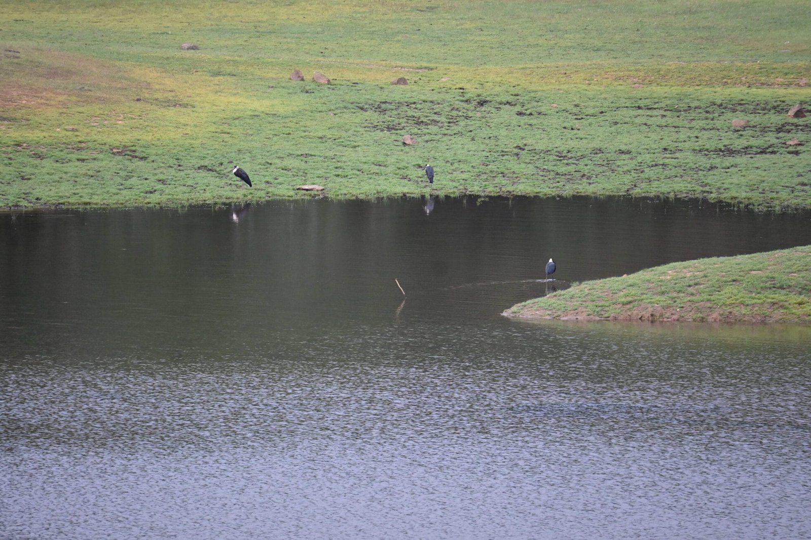 Woolly-necked storks far bank Periyar lake Kerala