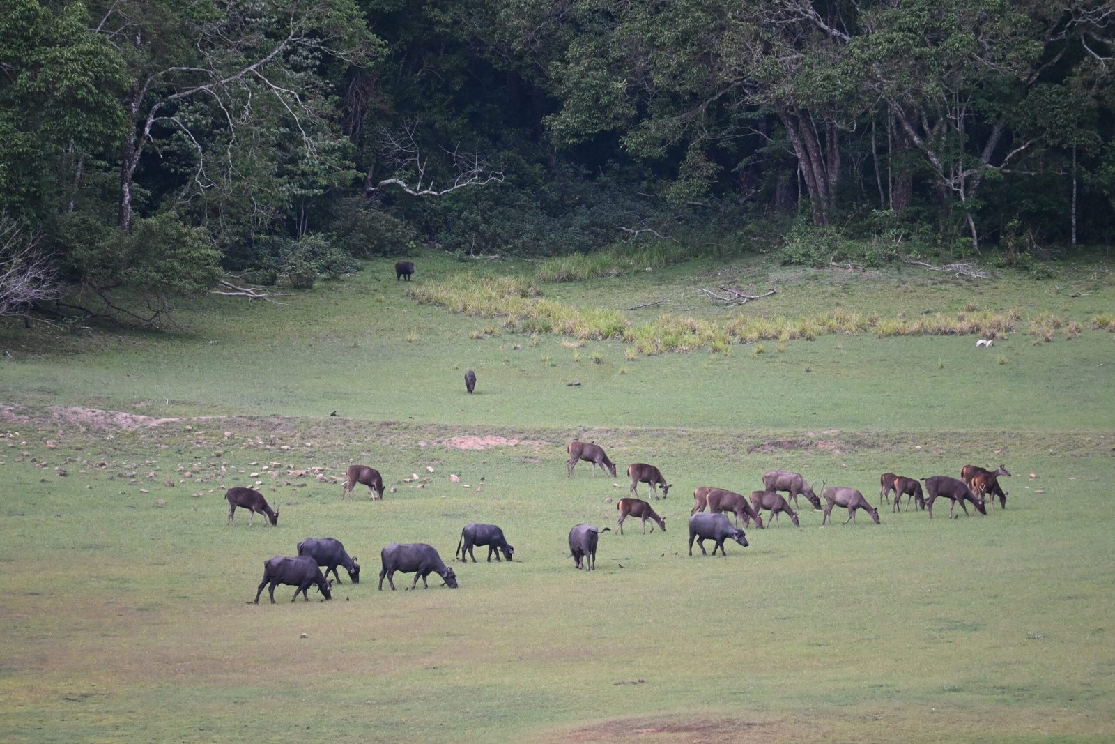 Indian gaur and sambar deer grazing meadow Periyar Tiger Reserve Kerala