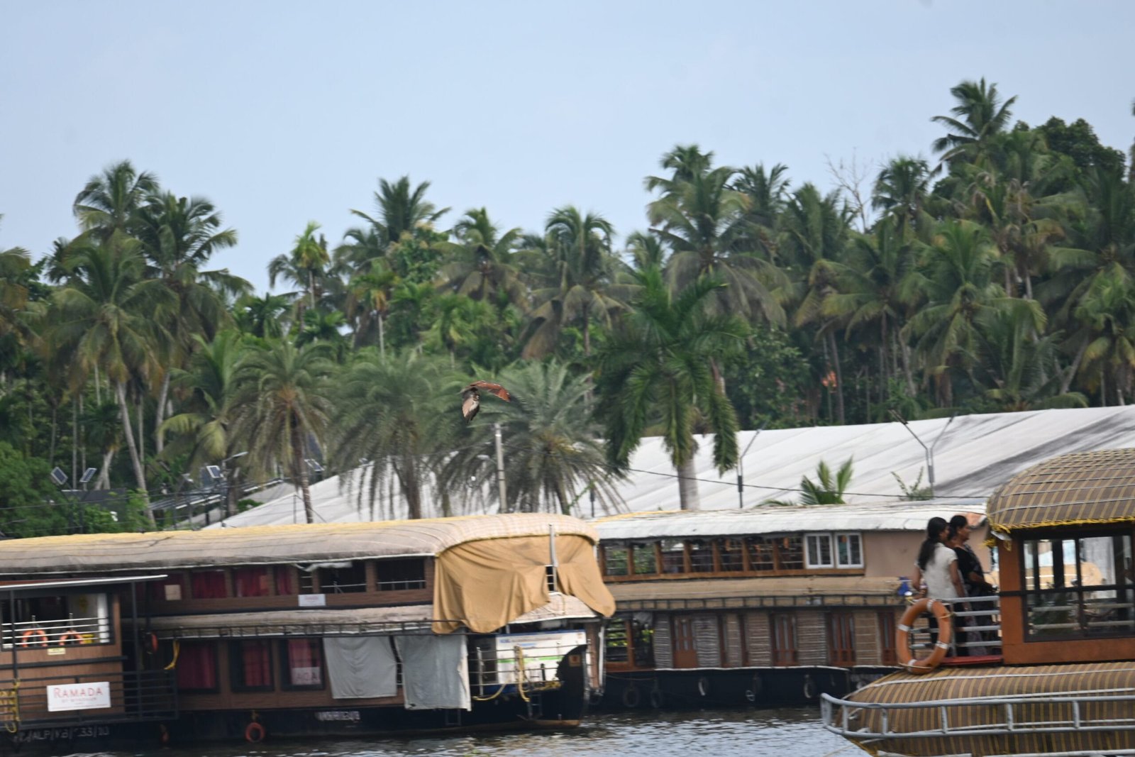 Brahminy Kite flying over houseboats Alleppey backwaters Kerala