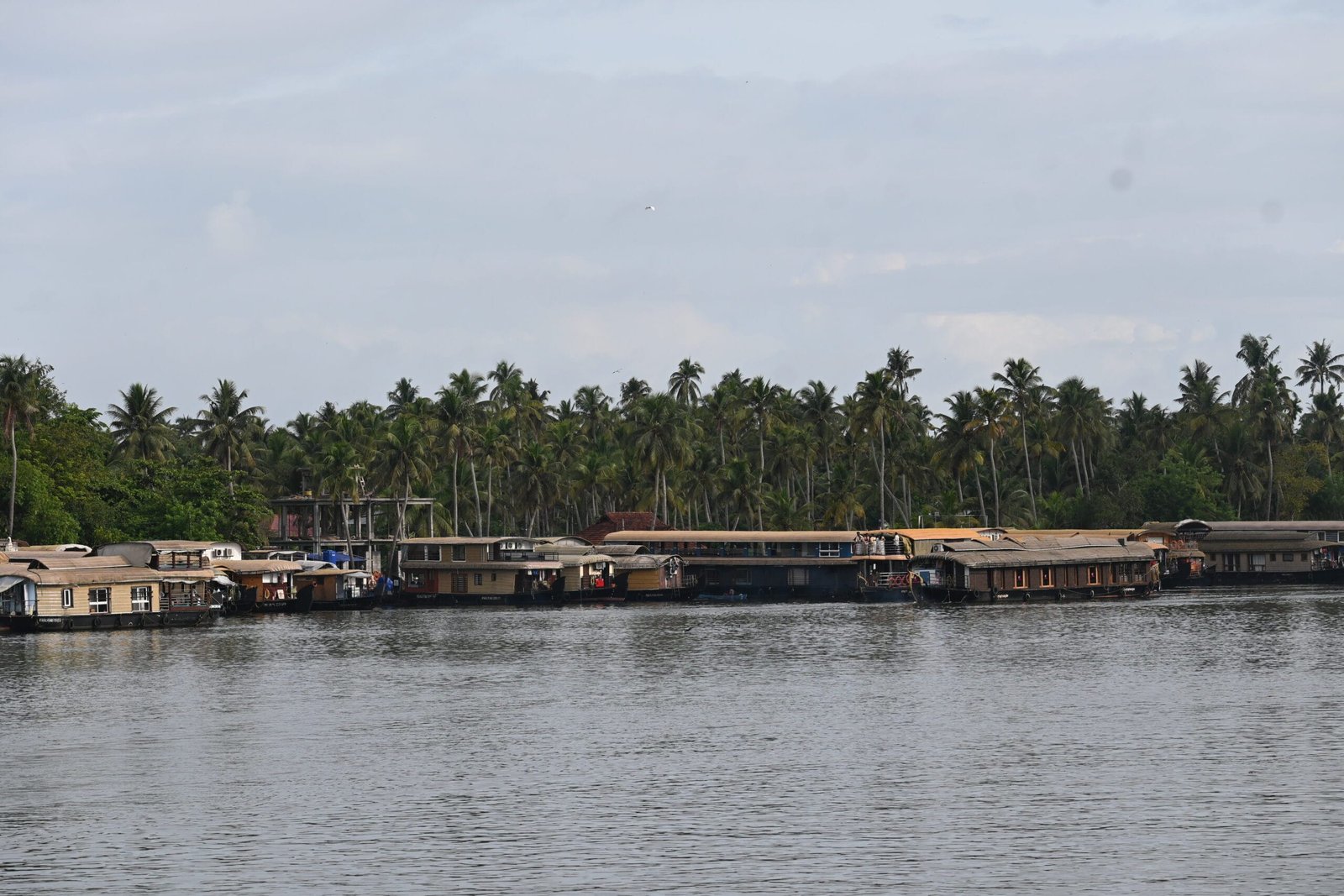 Houseboats along palm covered shore Alleppey backwaters Kerala
