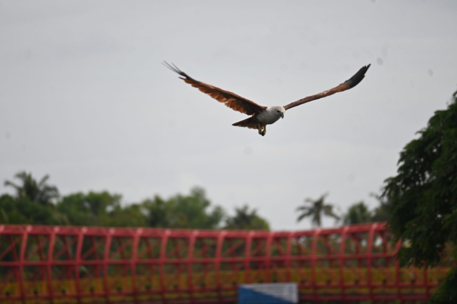 Brahminy Kite flight wings spread Alleppey backwaters Kerala