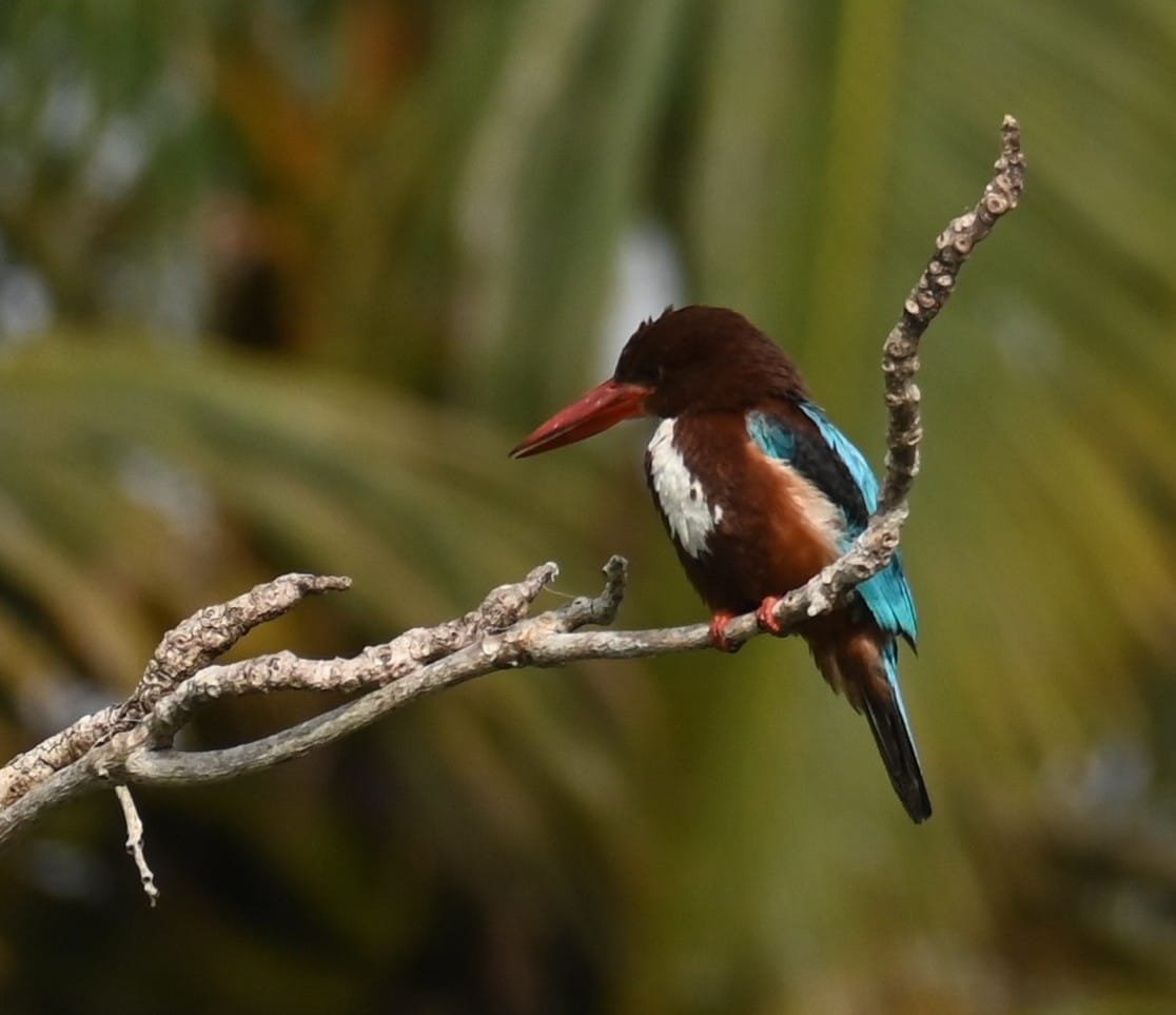 White-throated Kingfisher perched branch Alleppey backwaters Kerala