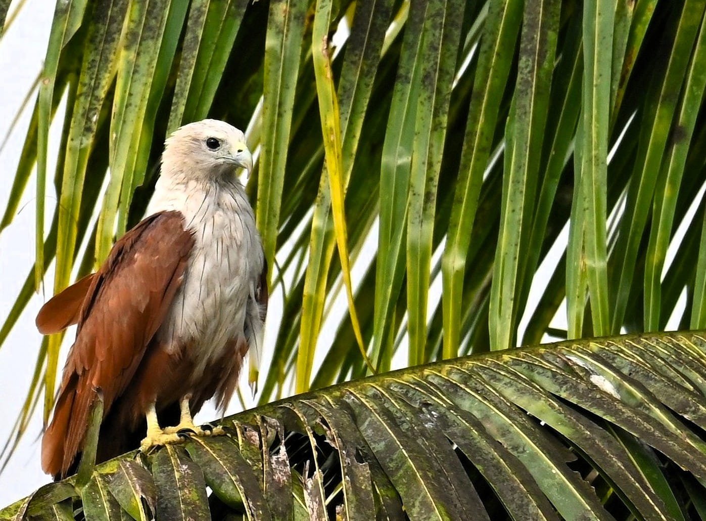 Brahminy Kite perched coconut palm frond Alleppey backwaters Kerala