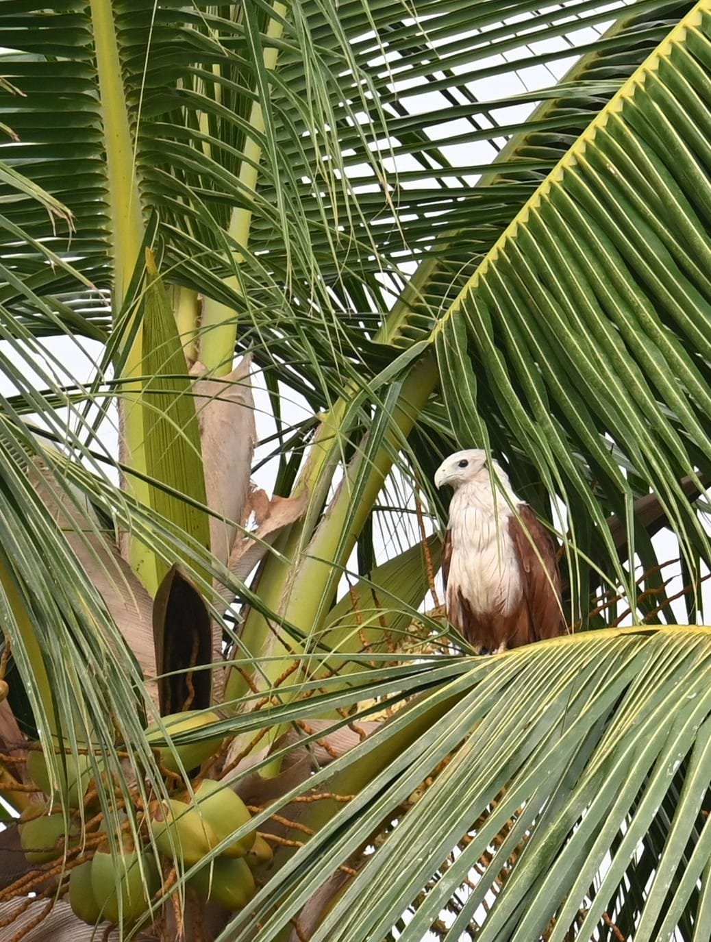 Brahminy Kite