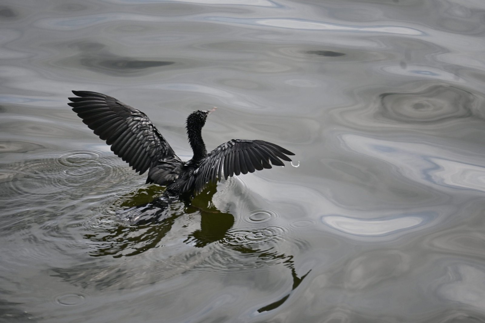 Little Cormorant drying spread wings Alleppey backwaters Kerala