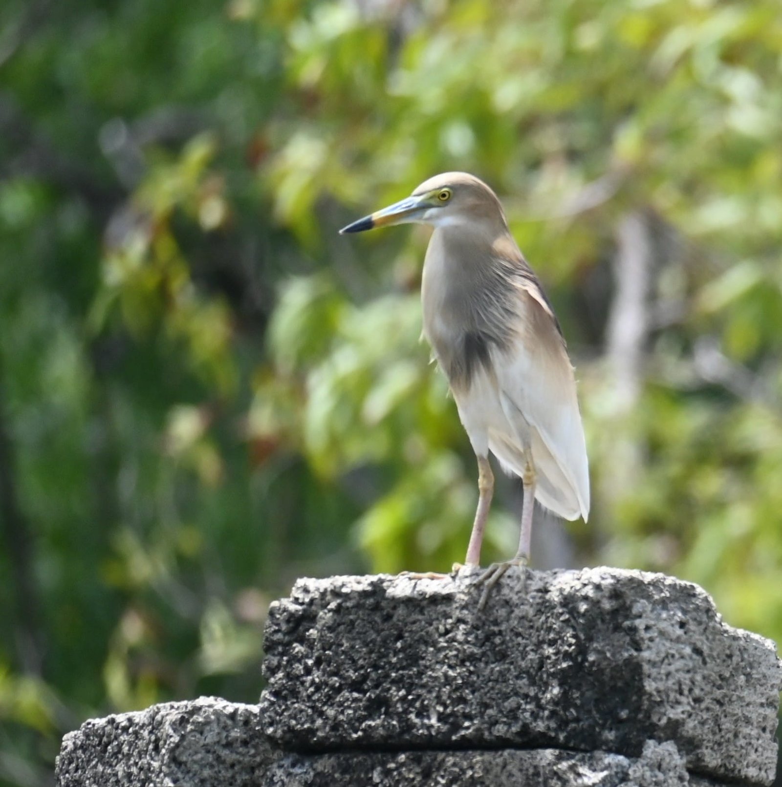 Indian Pond Heron on concrete block Alleppey backwaters Kerala
