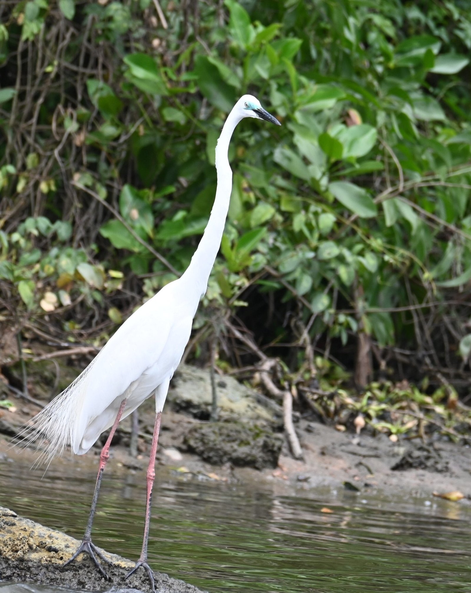 Great Egret standing water edge mangrove Fort Kochi Kerala