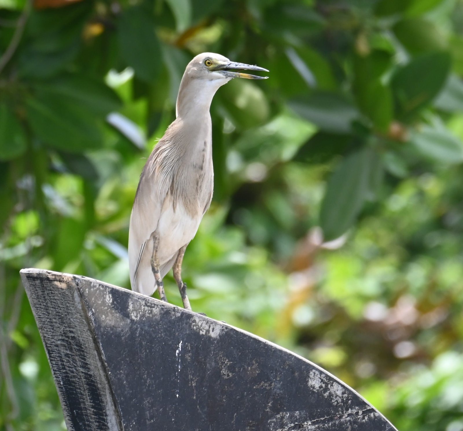 Indian Pond Heron