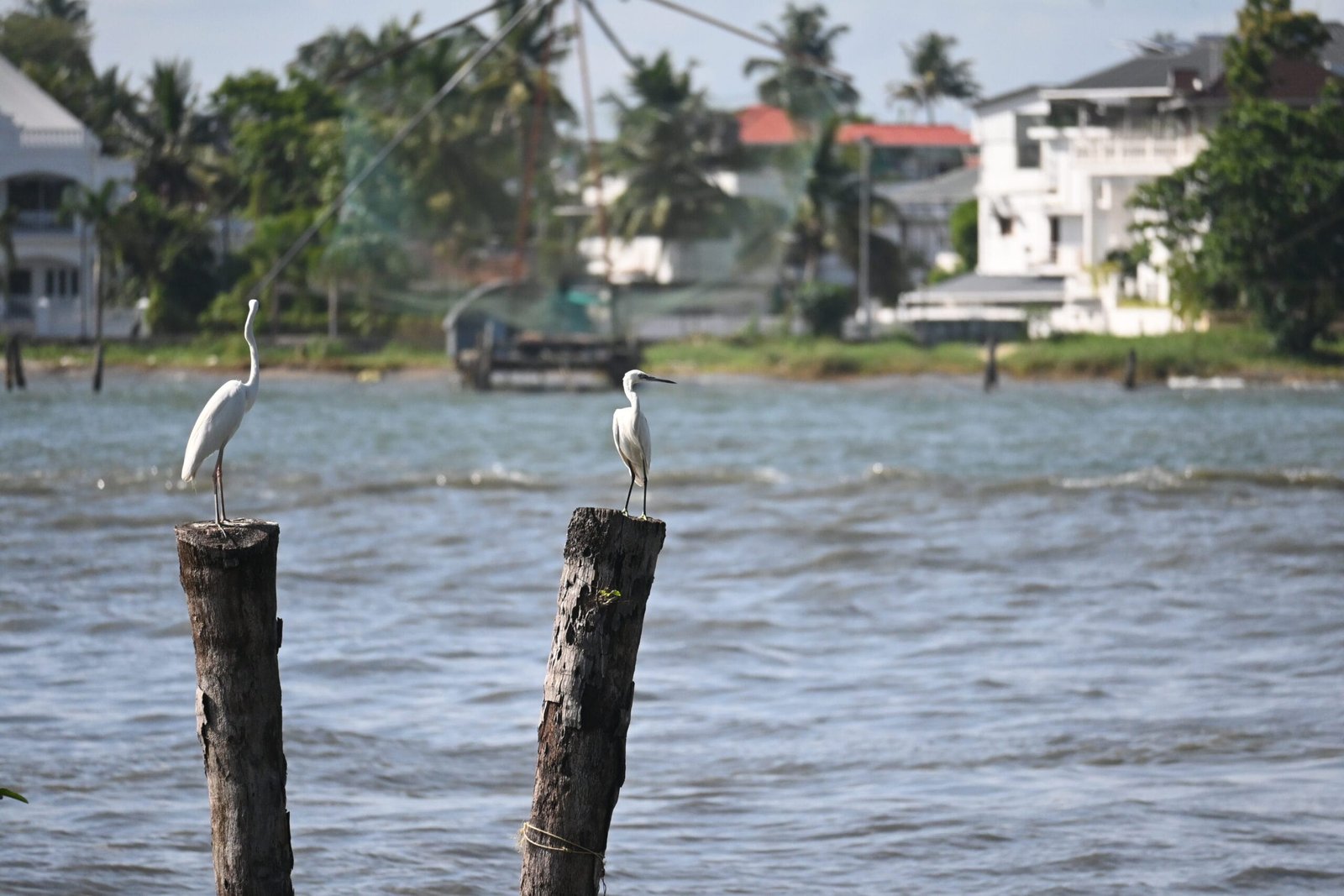 Two egrets on wooden posts Chinese fishing nets Fort Kochi Kerala