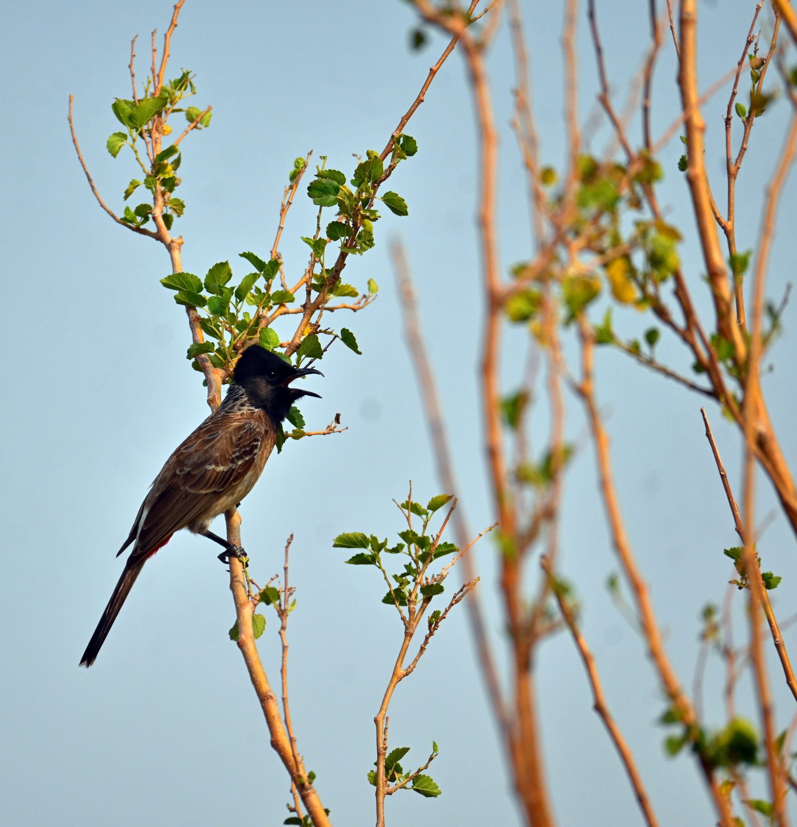A Jawai Leopard Safari: A Guide to Birdwatching in Rajasthan — photo 9
