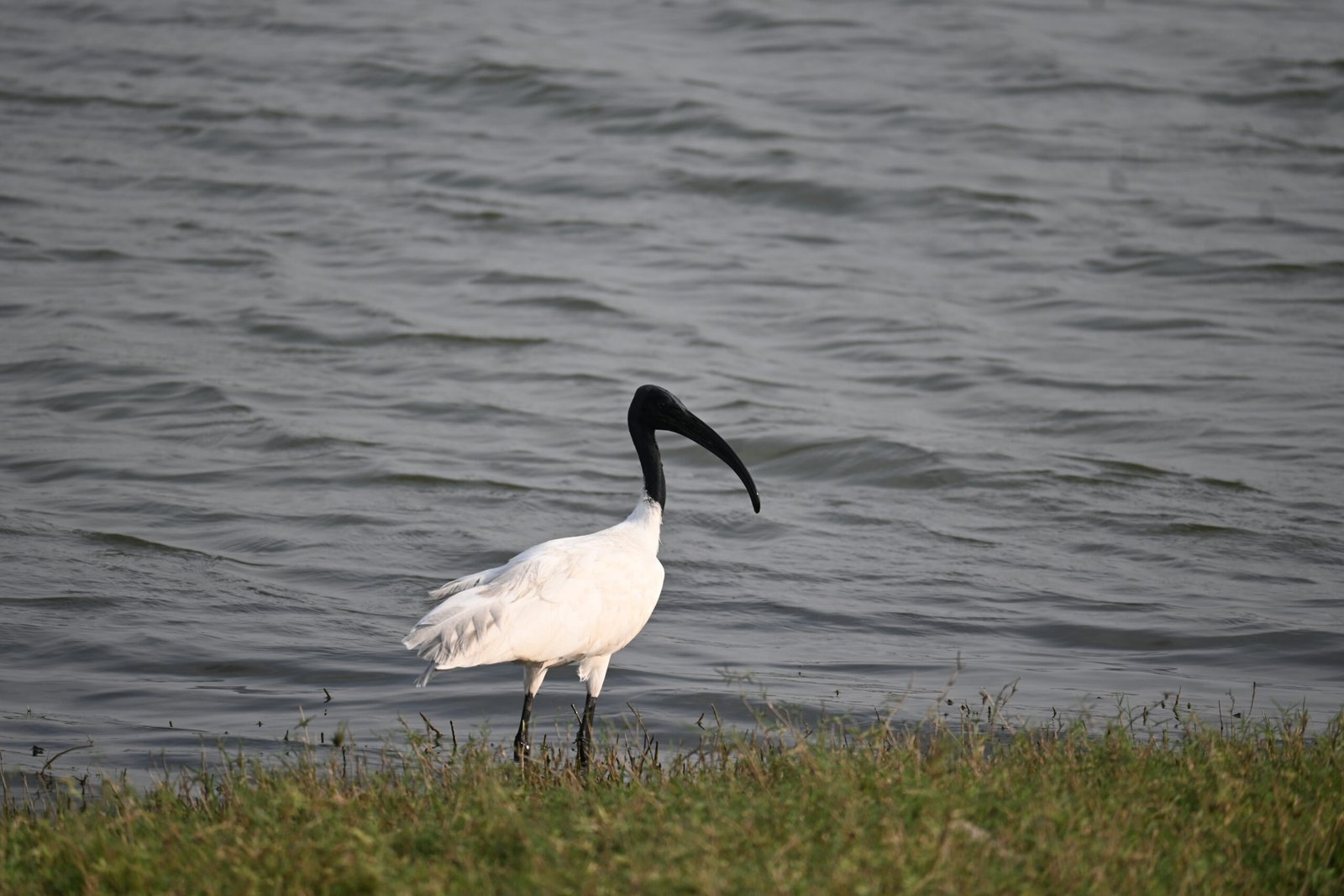 A Jawai Leopard Safari: A Guide to Birdwatching in Rajasthan — photo 7