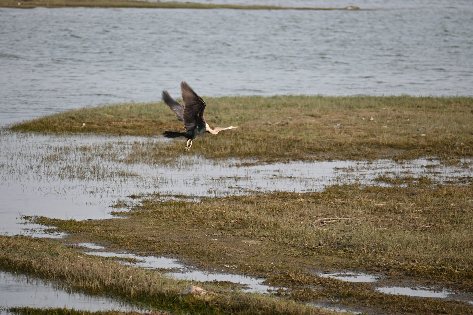 A Jawai Leopard Safari: A Guide to Birdwatching in Rajasthan — photo 4