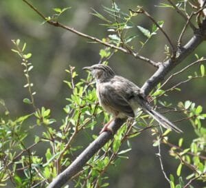 Beyond Leopards: Birdwatching and Babbler in Jawai