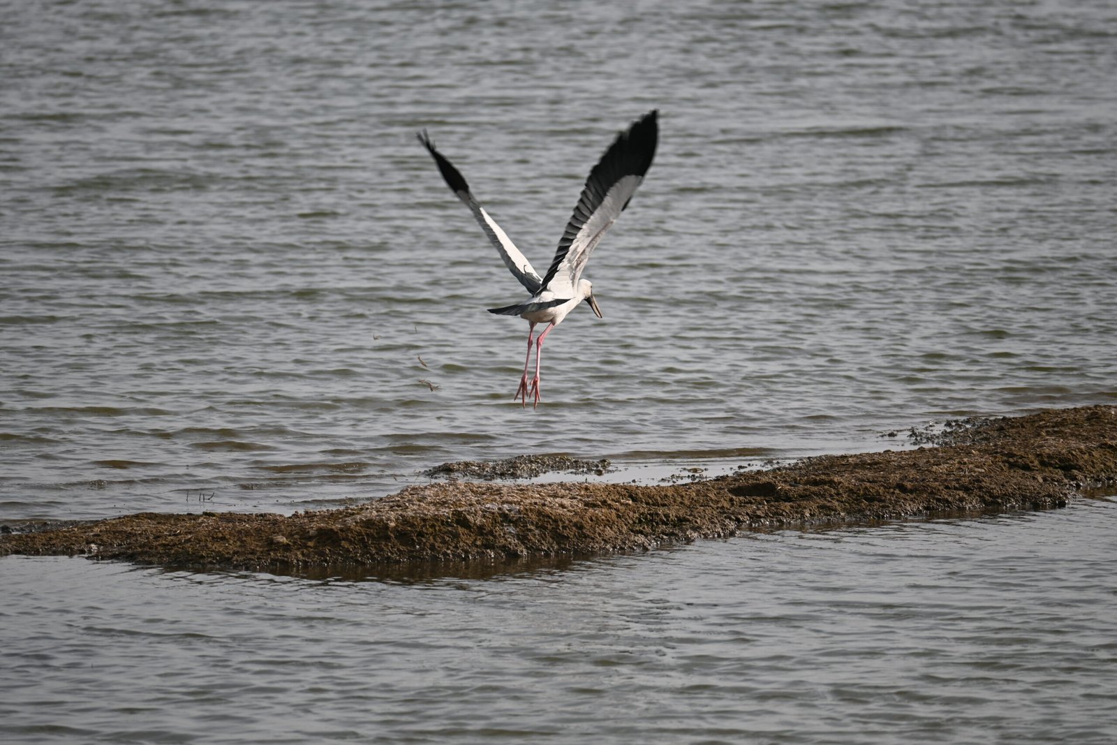 A Jawai Leopard Safari: A Guide to Birdwatching in Rajasthan — photo 12
