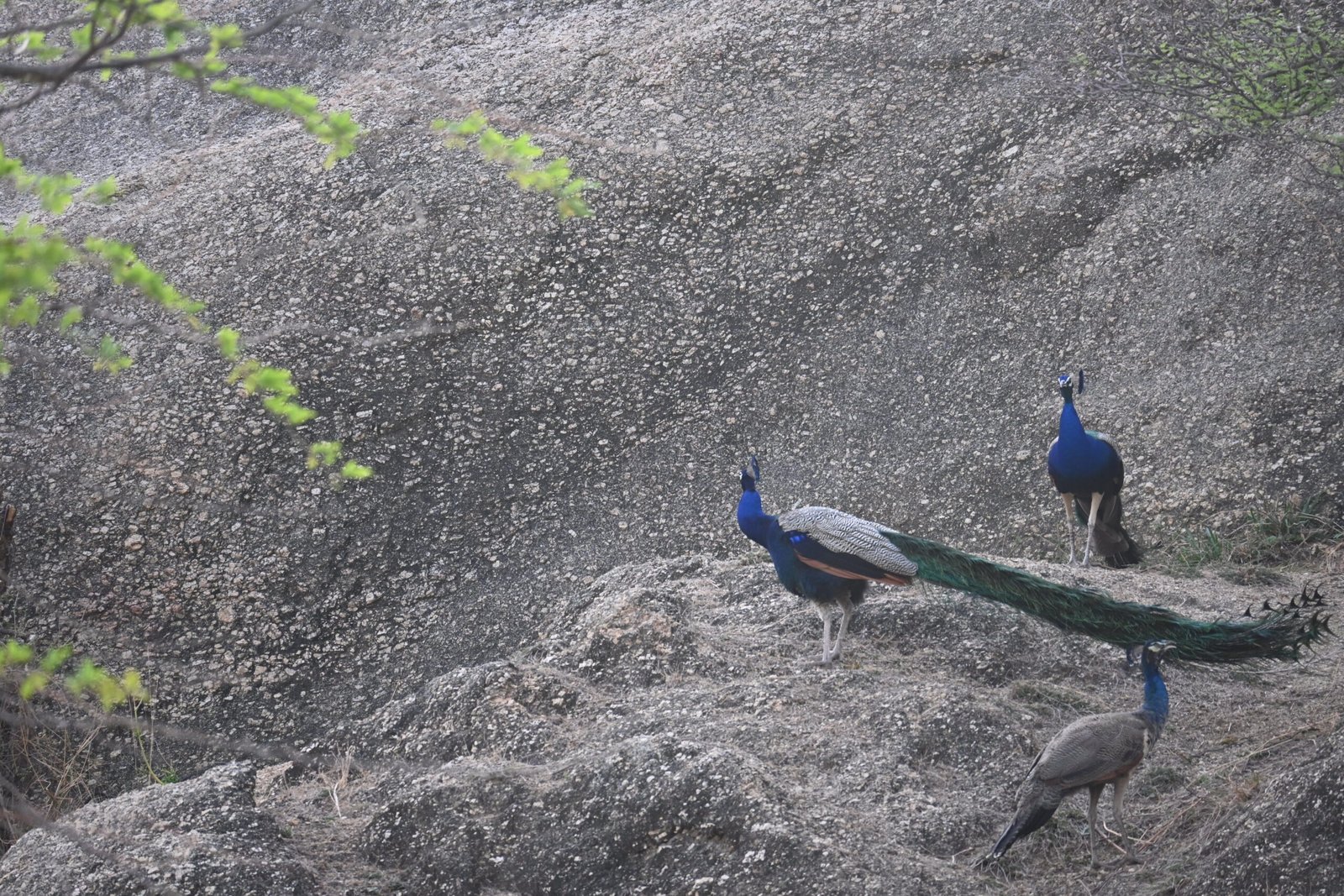 A Jawai Leopard Safari: A Guide to Birdwatching in Rajasthan — photo 1