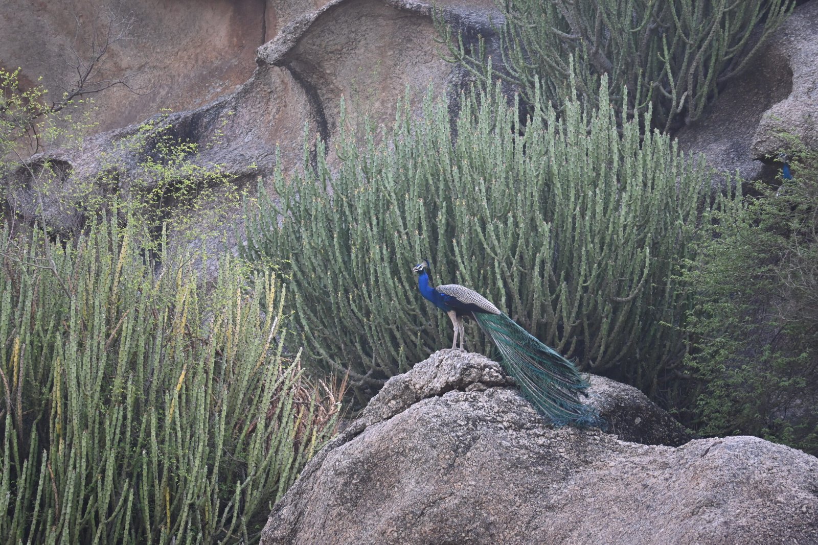 A Jawai Leopard Safari: A Guide to Birdwatching in Rajasthan — photo 2