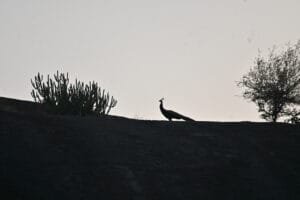 A Jawai Leopard Safari: A Guide to Birdwatching in Rajasthan