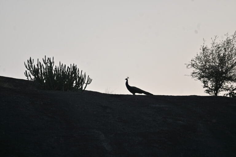 Jawai Leopard Safari Birdwatching — Jawai