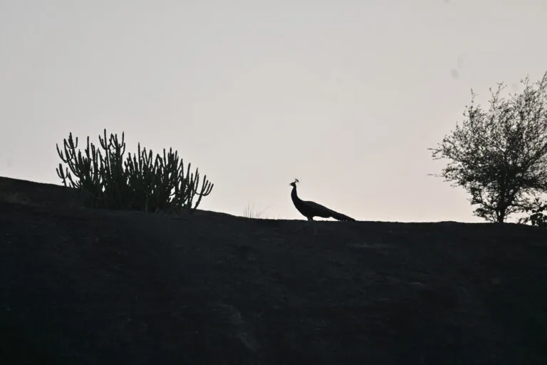 Jawai Leopard Safari Birdwatching — Jawai