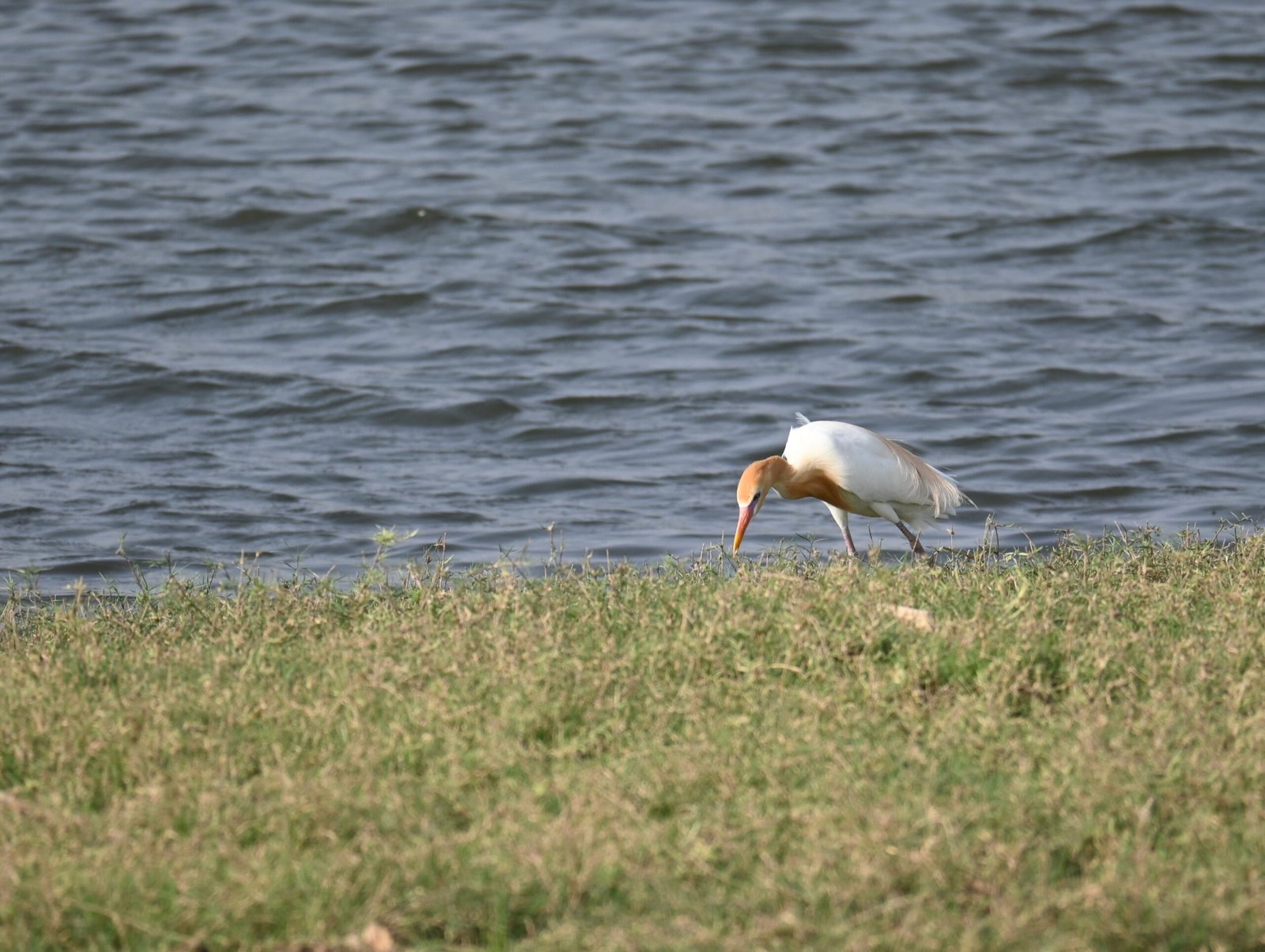 A Jawai Leopard Safari: A Guide to Birdwatching in Rajasthan — photo 6