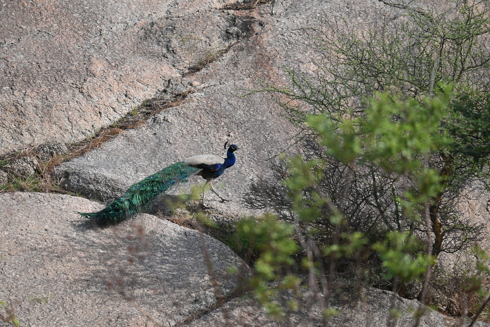 A Jawai Leopard Safari: A Guide to Birdwatching in Rajasthan — photo 13