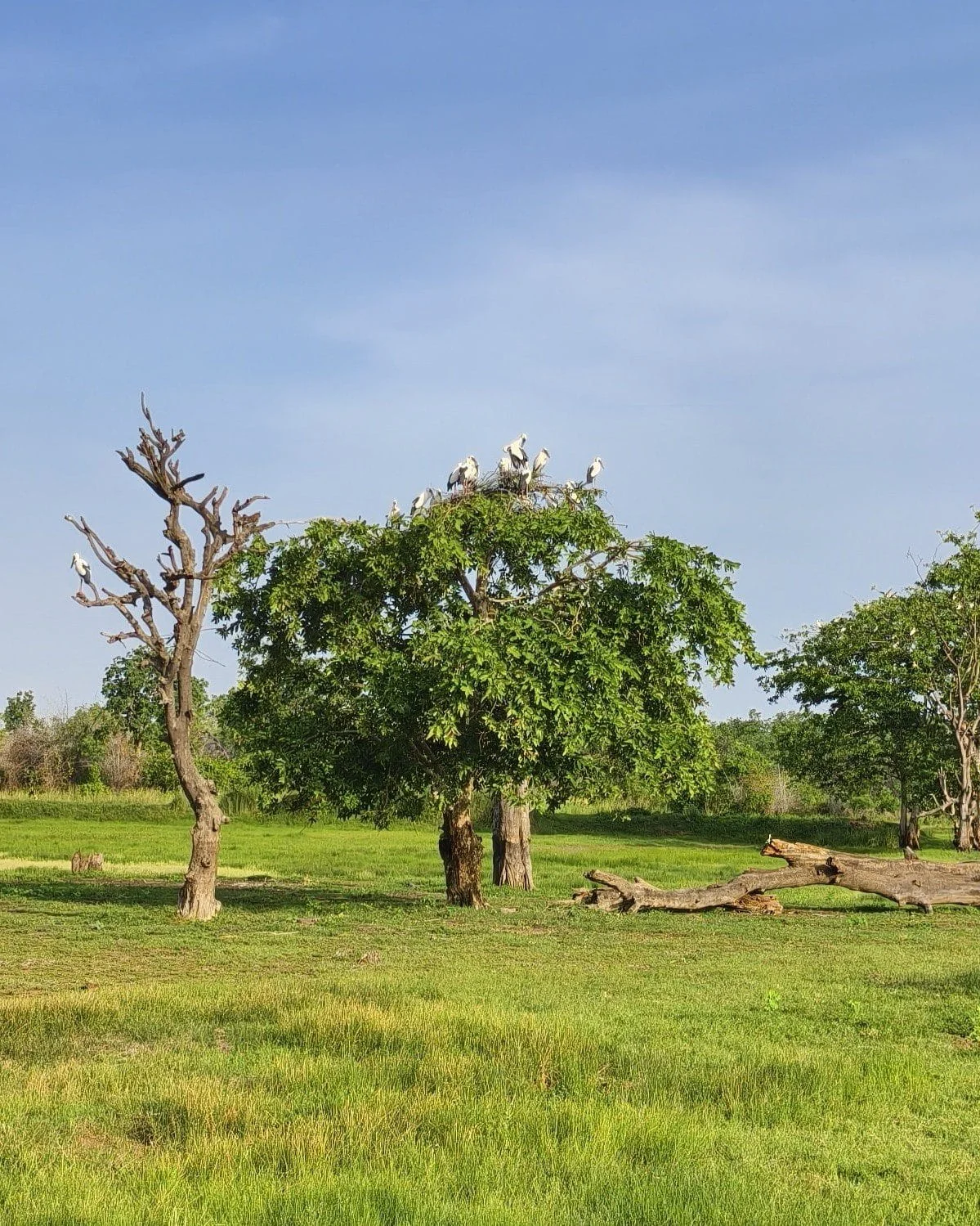 Asian Openbill Storks on stick nests in a treetop colony at Tadoba
