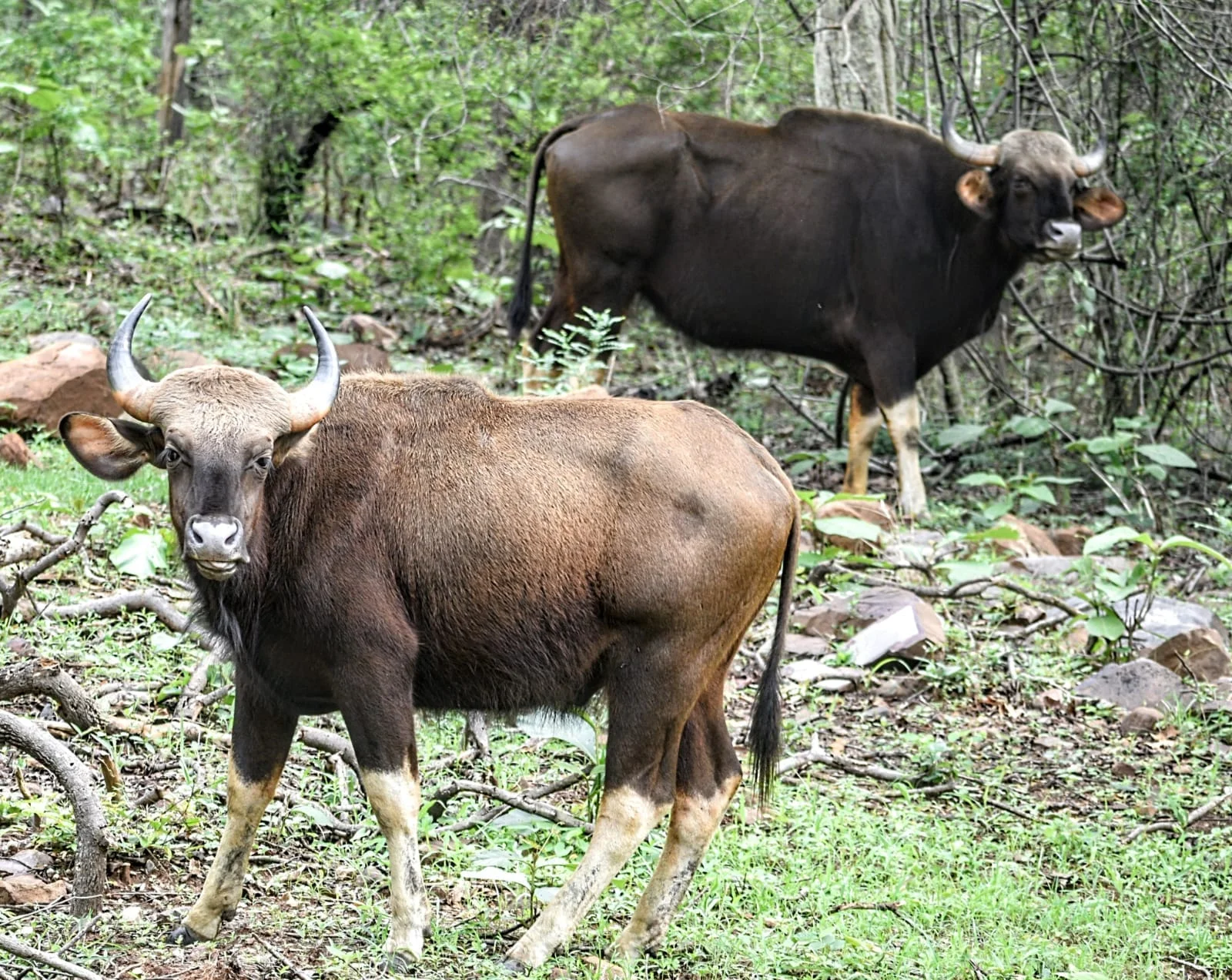 Indian gaur Bos gaurus standing in an Indian forest