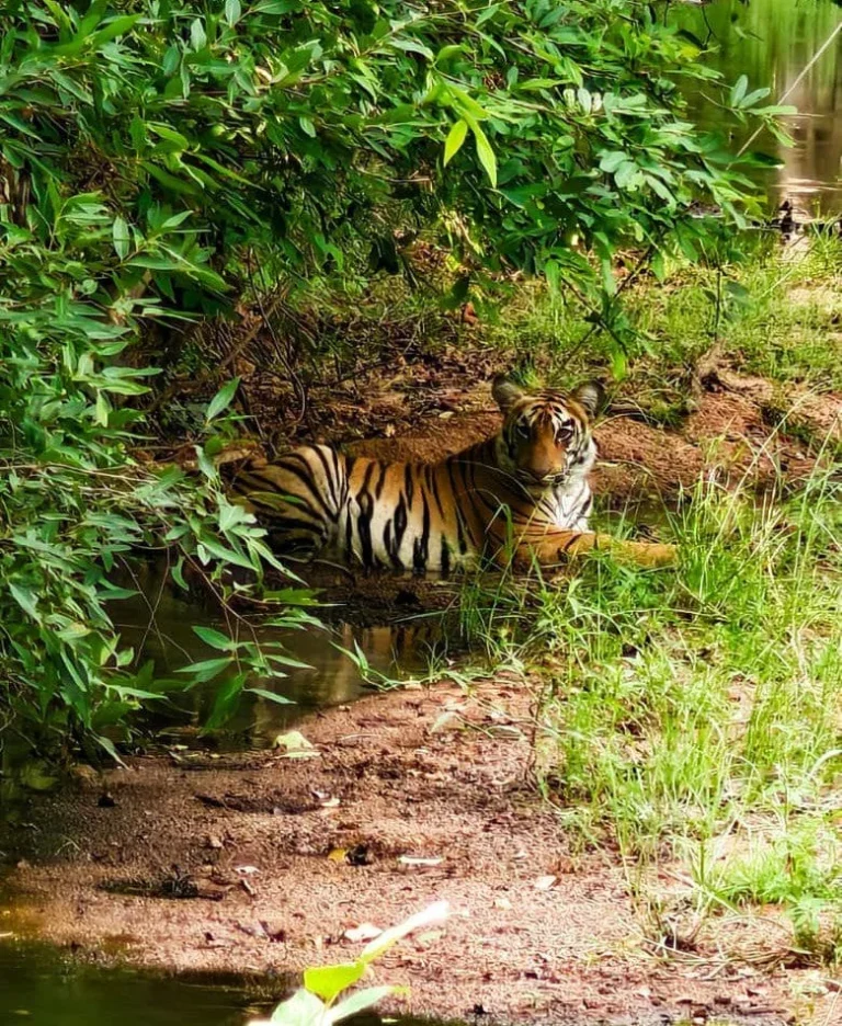 The Places to See Tigers and Leopards in India