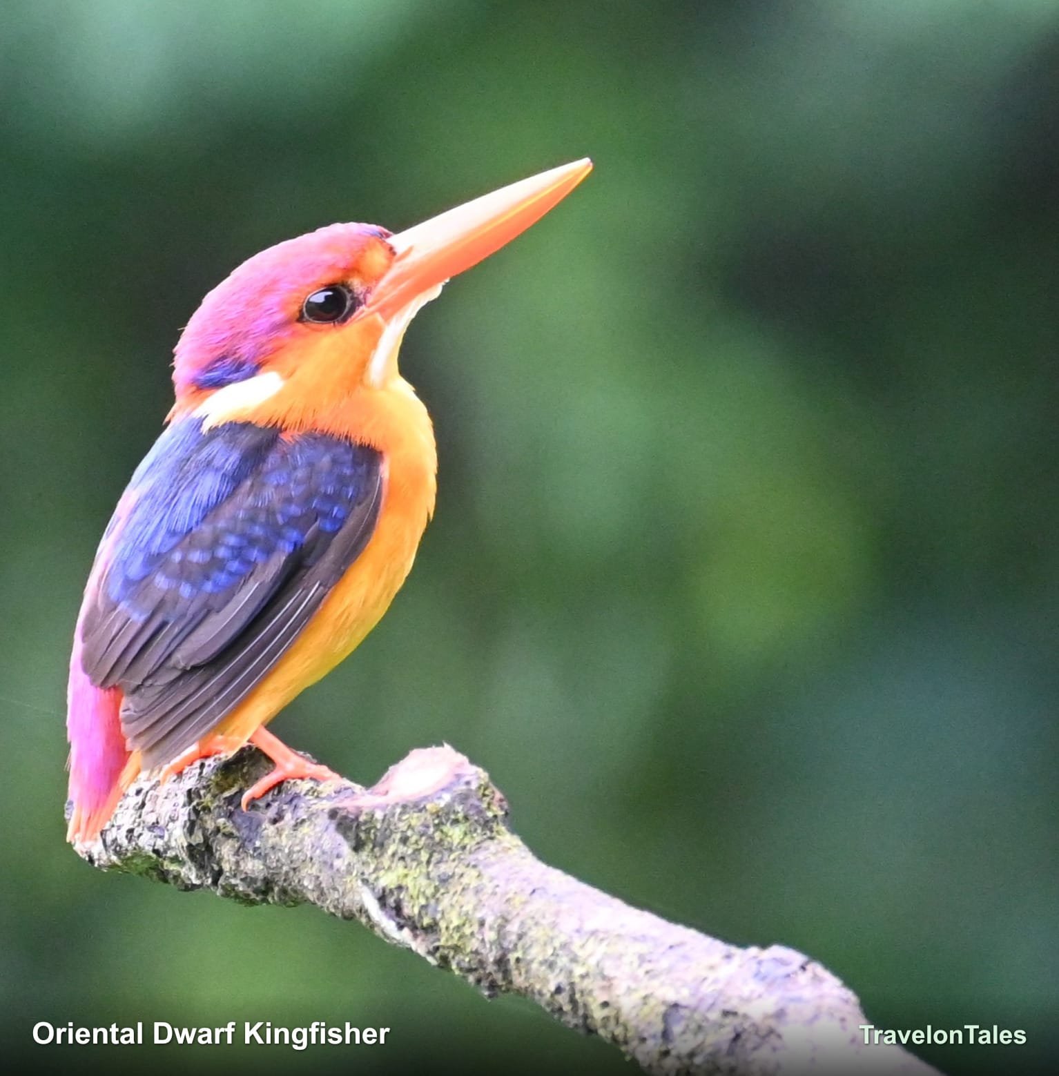 Oriental Dwarf Kingfisher perched near stream