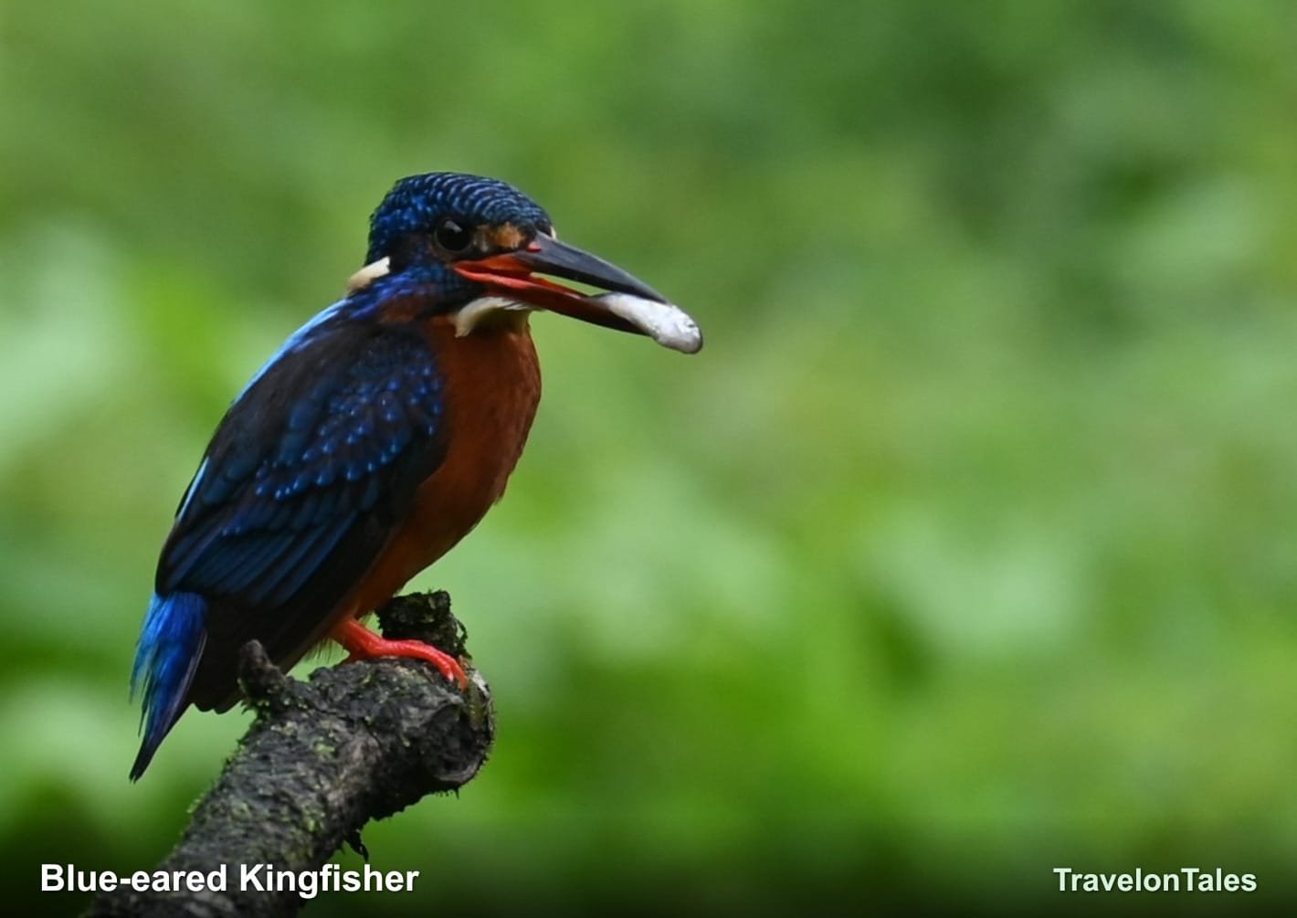 Blue-eared Kingfisher with fish in beak