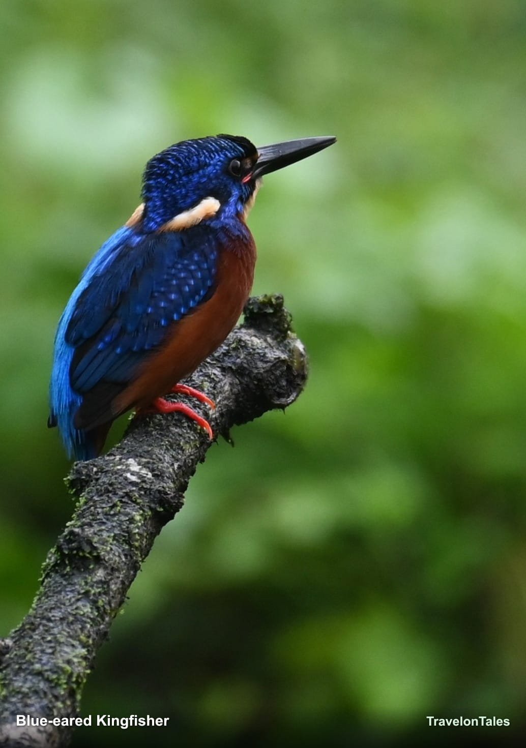 Blue-eared Kingfisher portrait