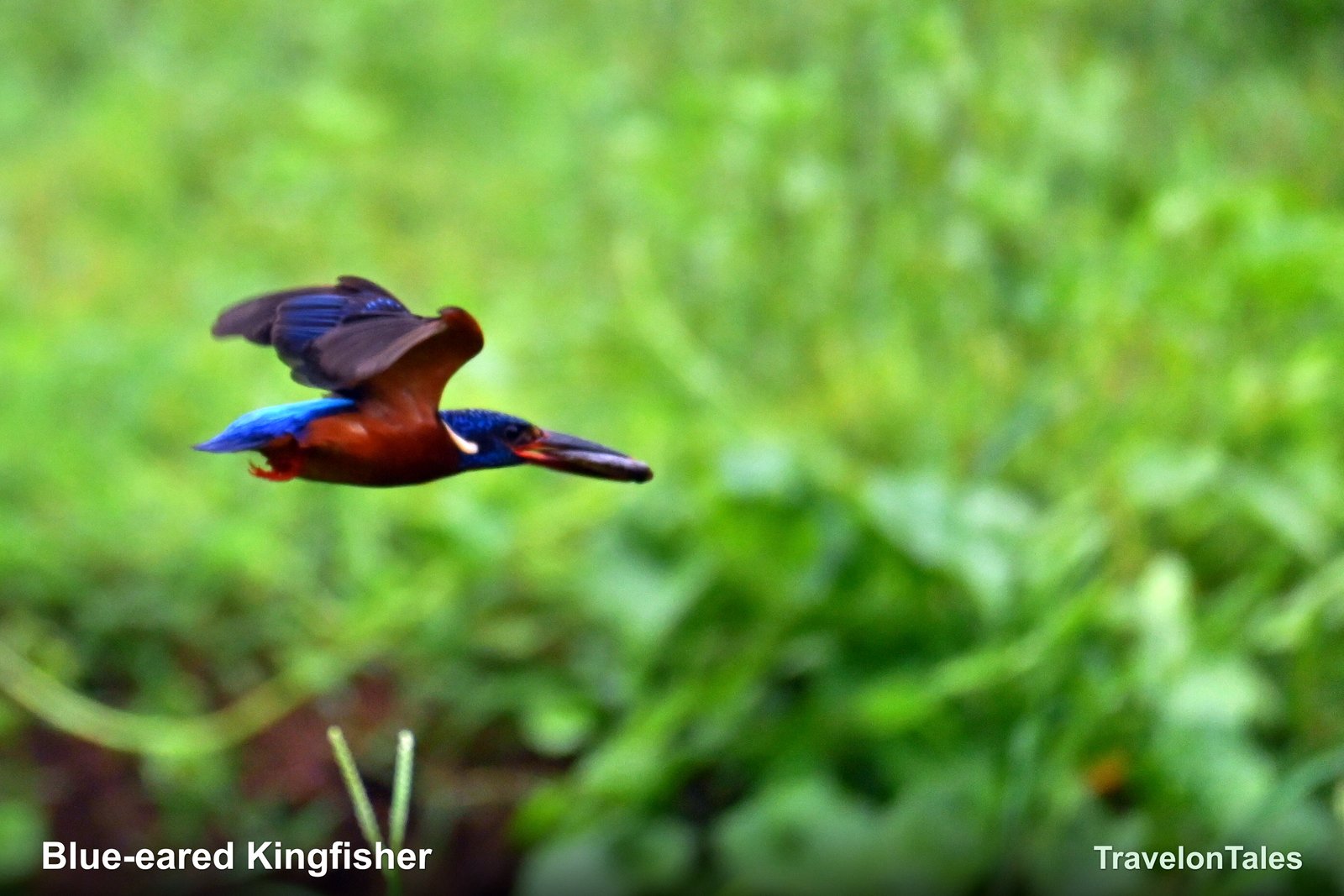 Blue-eared Kingfisher in flight