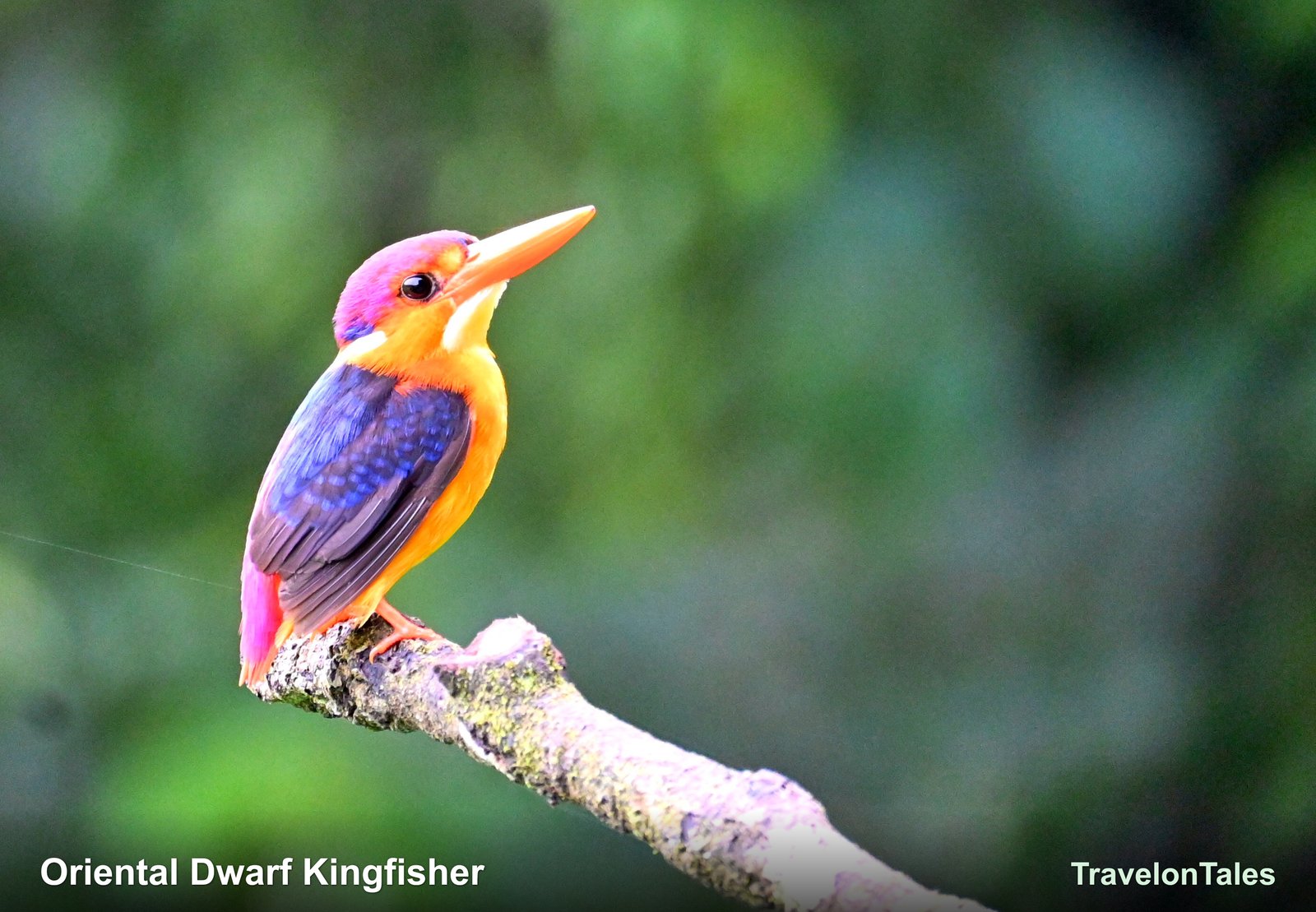 Oriental Dwarf Kingfisher side view
