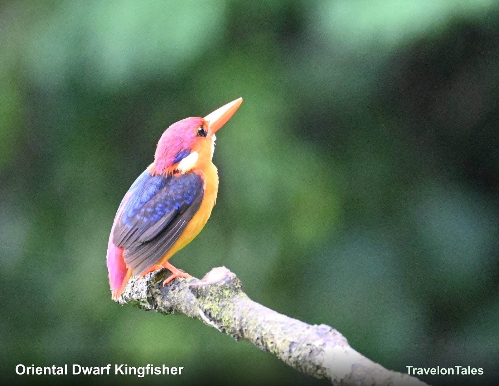 Oriental Dwarf Kingfisher on branch