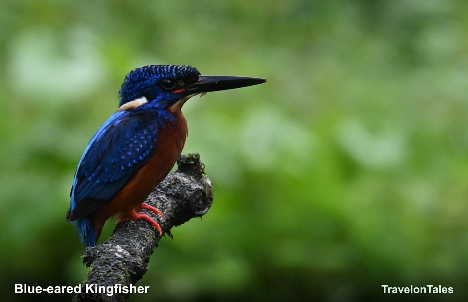 Blue-eared Kingfisher profile