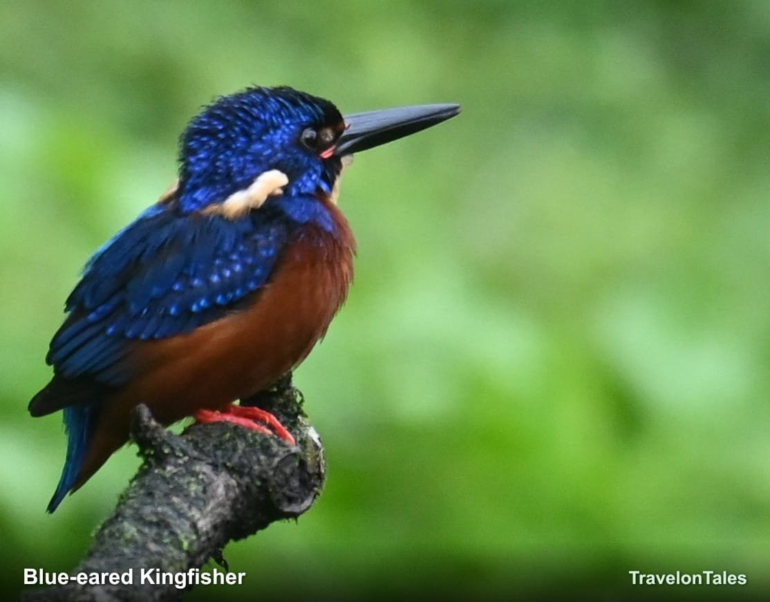 Blue-eared Kingfisher on perch