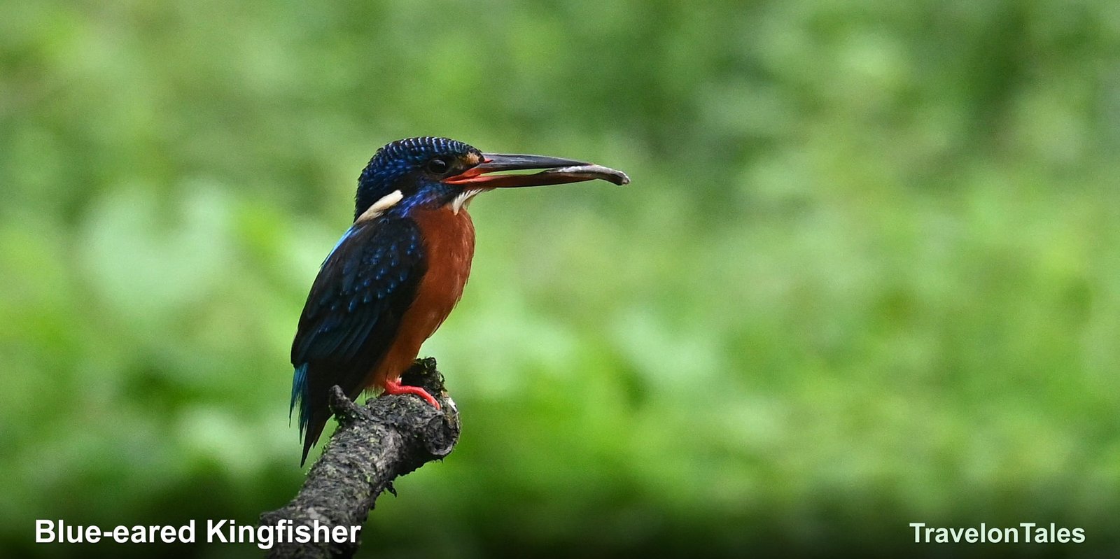 Blue-eared Kingfisher with prey