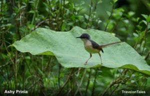 Ashy Prinia vs Grey-breasted Prinia: How to Tell Them Apart