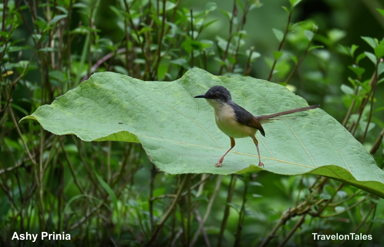 Ashy Prinia perched on leaf