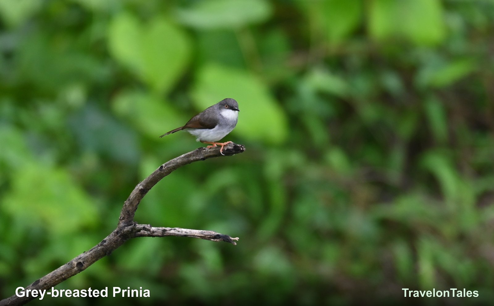 Grey-breasted Prinia