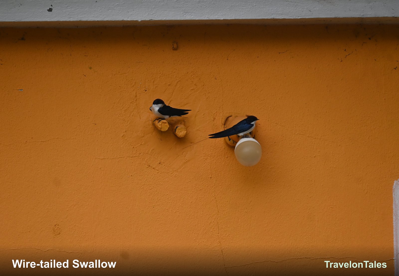 Wire-tailed Swallows resting on lamp