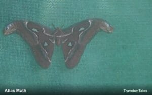 Atlas Moth: The Giant Moth That Cannot Eat