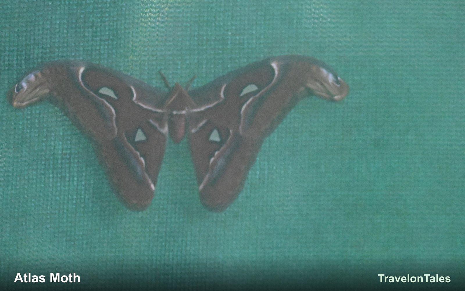 Atlas Moth showing snake-head wing tips
