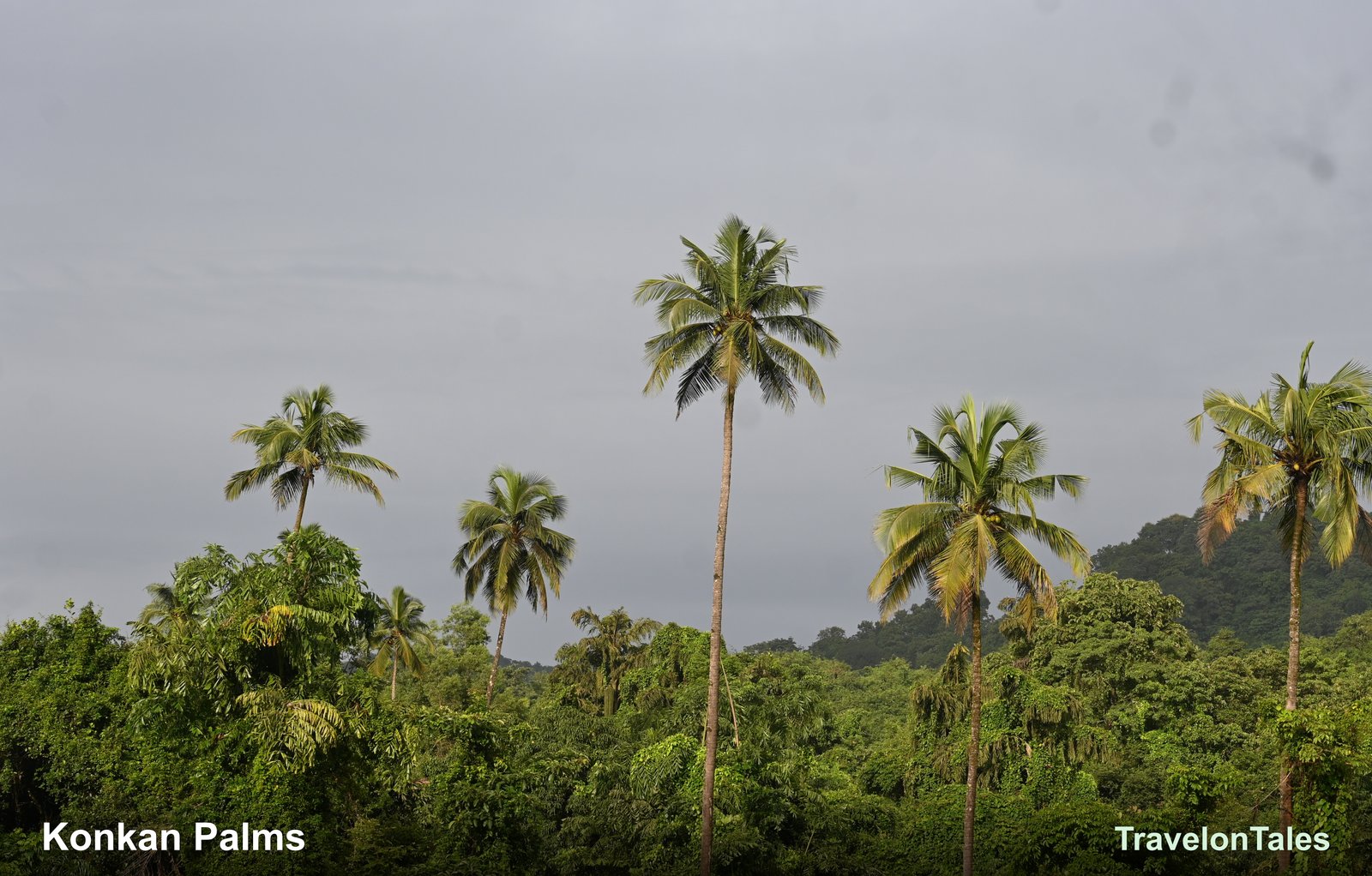 Konkan coconut palms