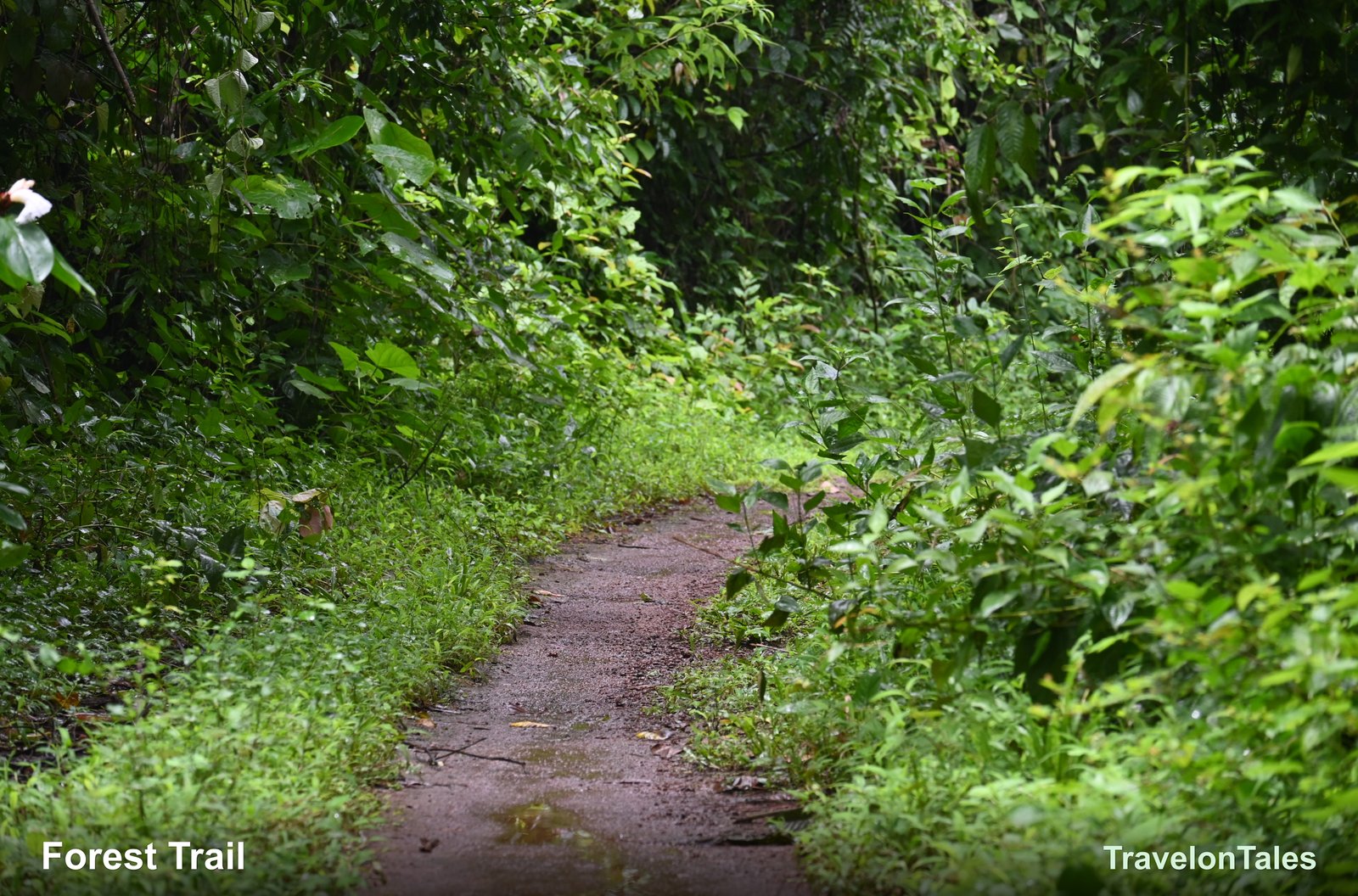 Laterite forest trail in monsoon
